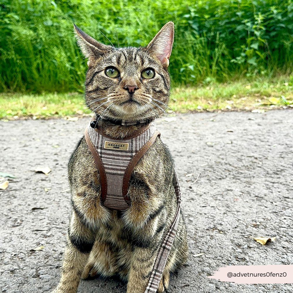 Cat Harness, Lead and Collar Bundle - Plaid
