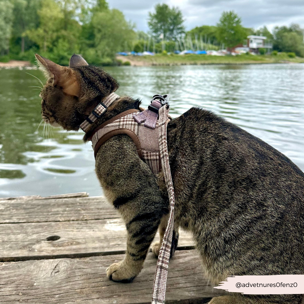 Cat Harness, Lead and Collar Bundle - Plaid