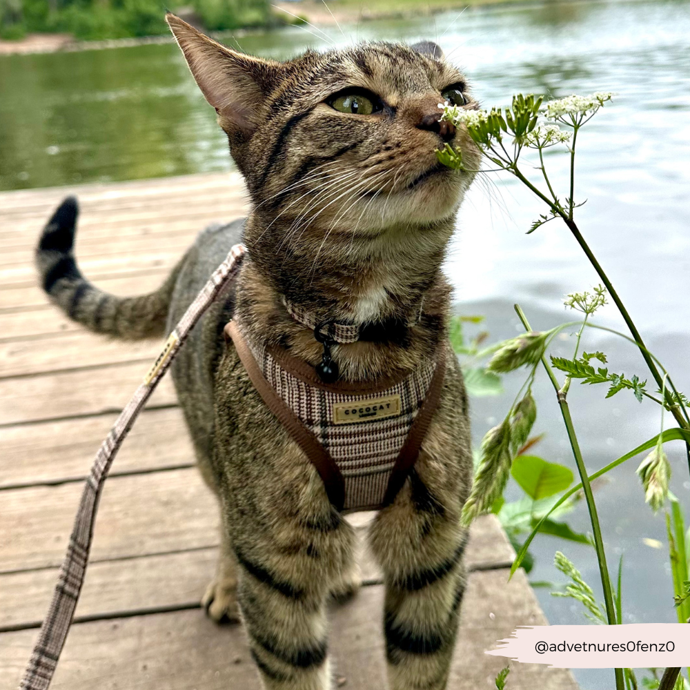 Cat Harness, Lead and Collar Bundle - Plaid