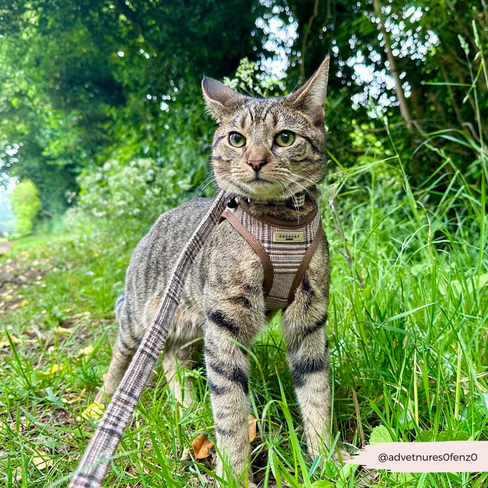 Cat Harness, Lead and Collar Bundle - Plaid
