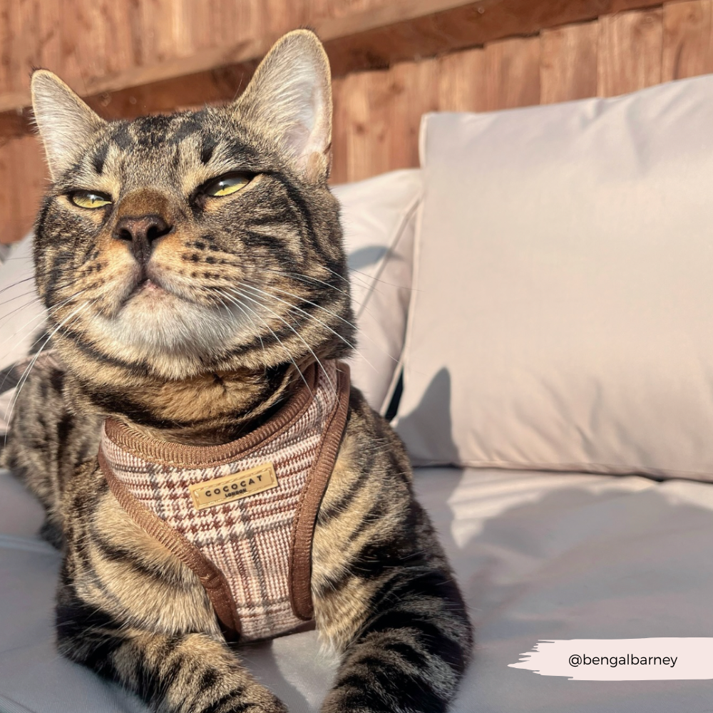 Cat Harness, Lead and Collar Bundle - Plaid