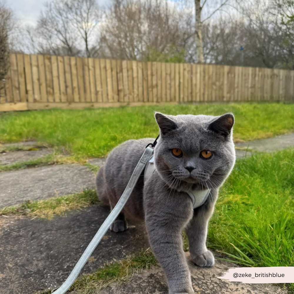 Cat Lead - Sage Tweed