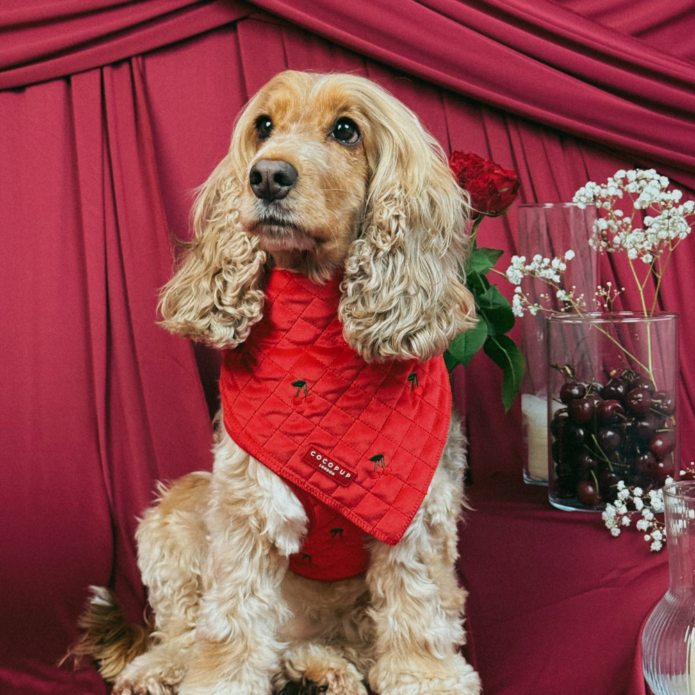 Cherry Velvet Crush Bandana