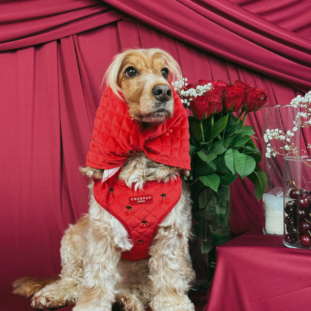 Cherry Velvet Crush Bandana
