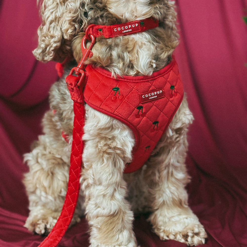 Cherry Velvet Crush Adjustable Neck Harness, Lead & Collar Bundle