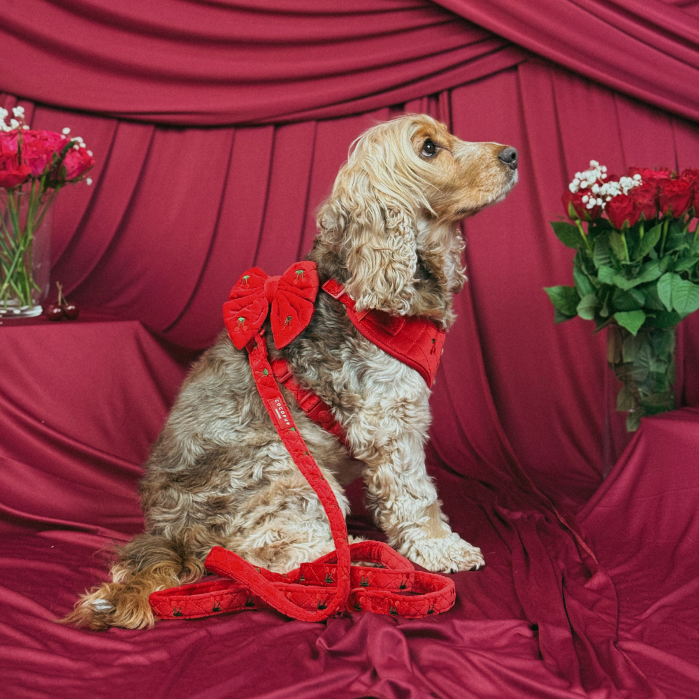 Cherry Velvet Crush Adjustable Neck Harness, Lead & Collar Bundle