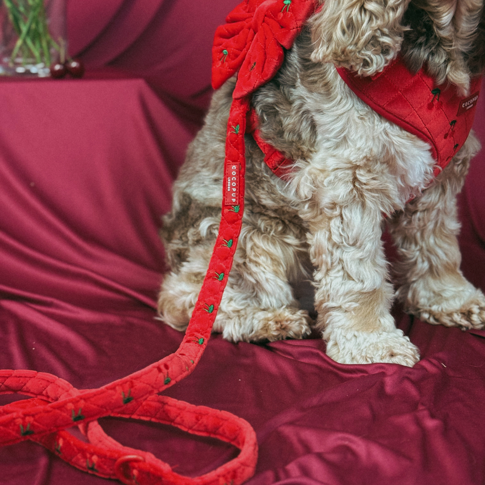 Cherry Velvet Crush Adjustable Neck Harness, Lead & Collar Bundle