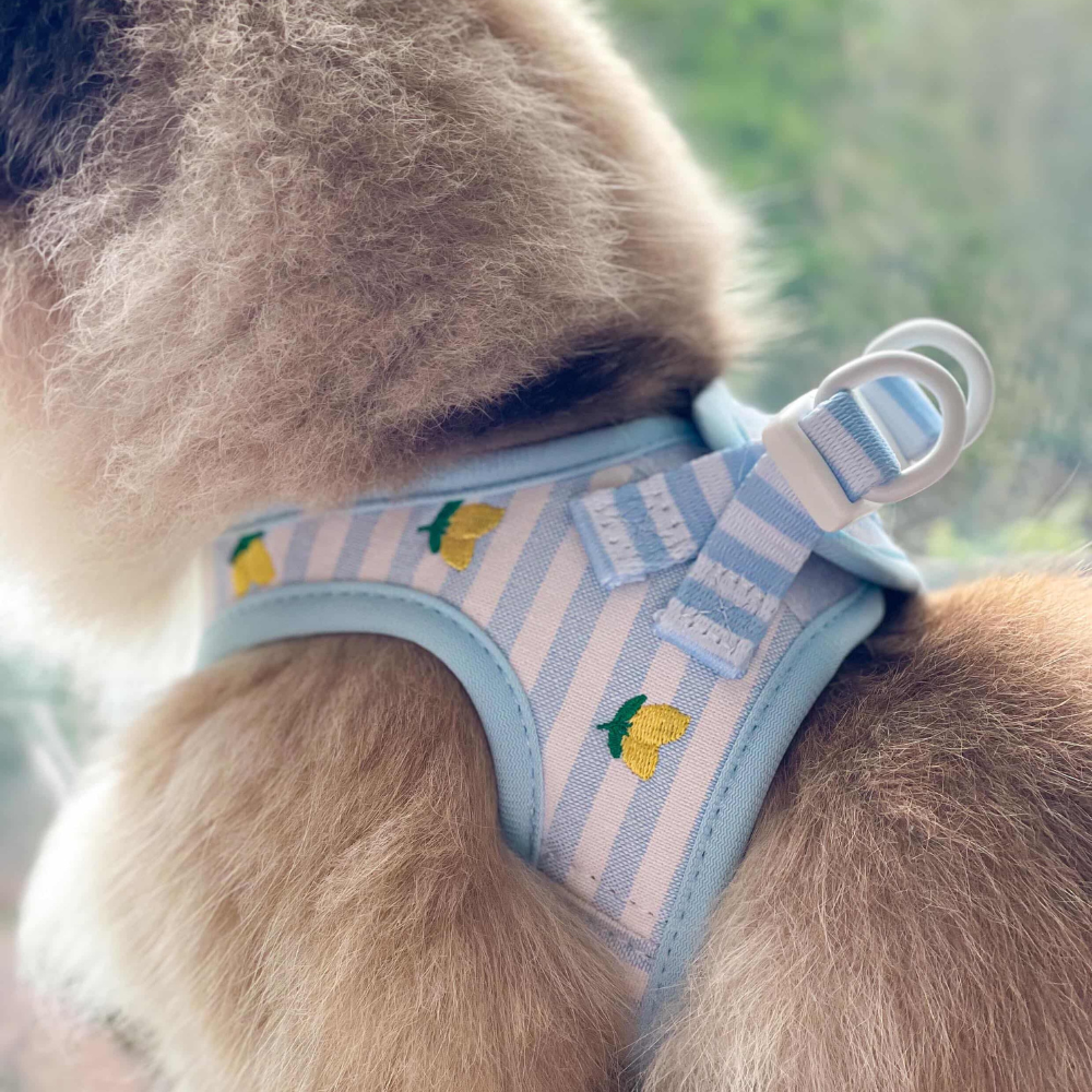 Cat Harness, Lead and Collar Bundle - Living La Vida Lemon