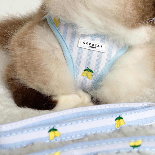Cat Harness, Lead and Collar Bundle - Living La Vida Lemon