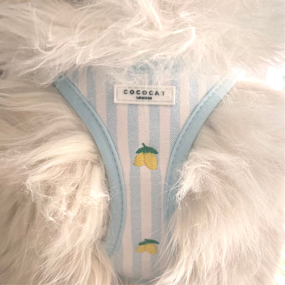Cat Harness, Lead and Collar Bundle - Living La Vida Lemon