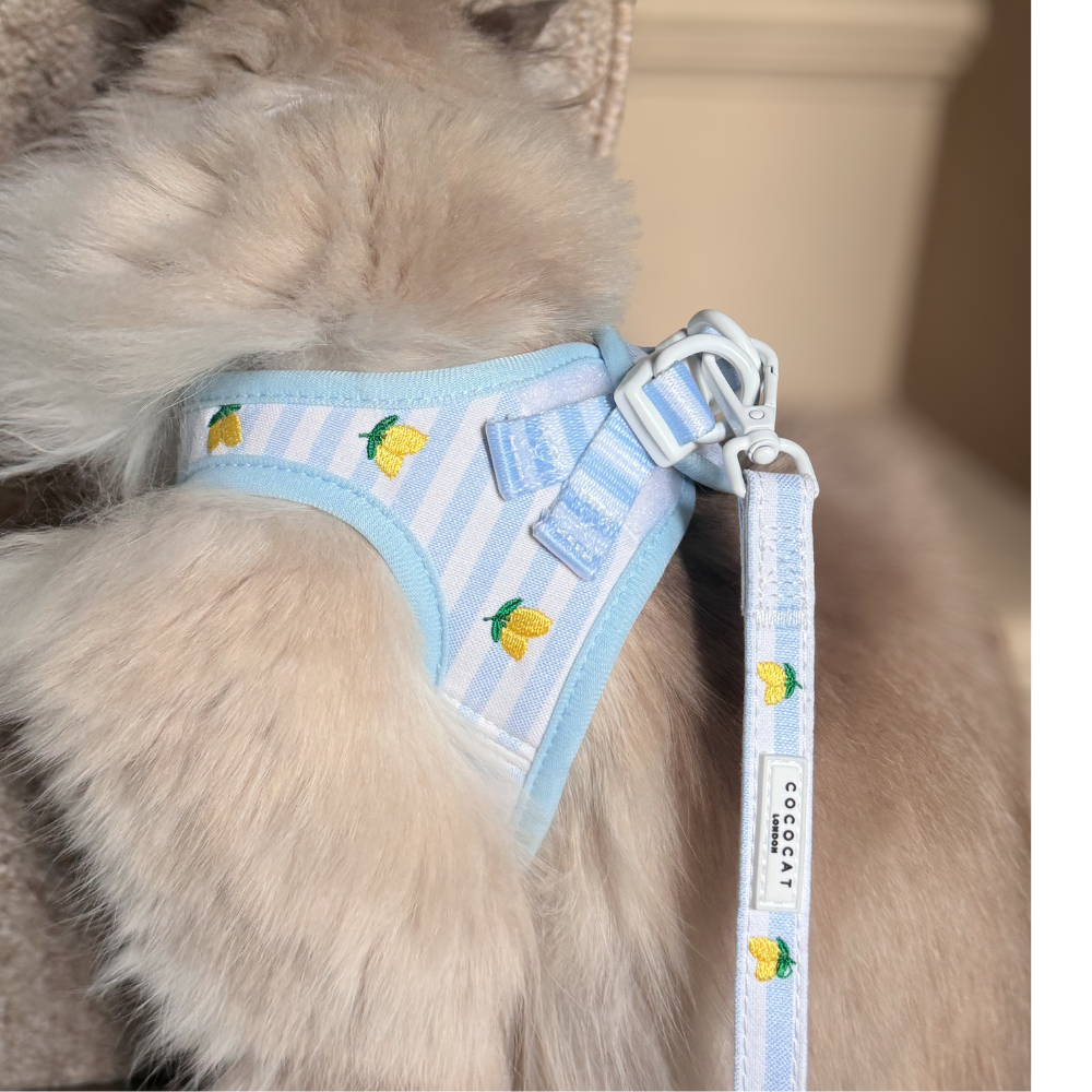 Cat Harness, Lead and Collar Bundle - Living La Vida Lemon