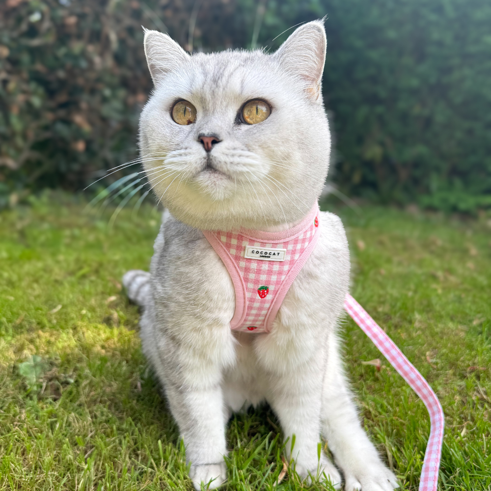 Cat Harness, Lead and Collar Bundle - Strawberry Picnic
