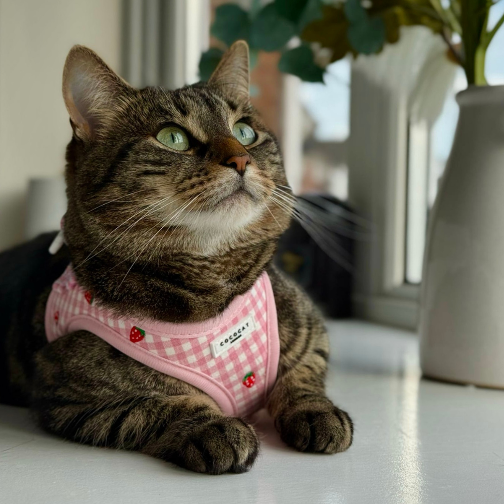 Cat Harness, Lead and Collar Bundle - Strawberry Picnic