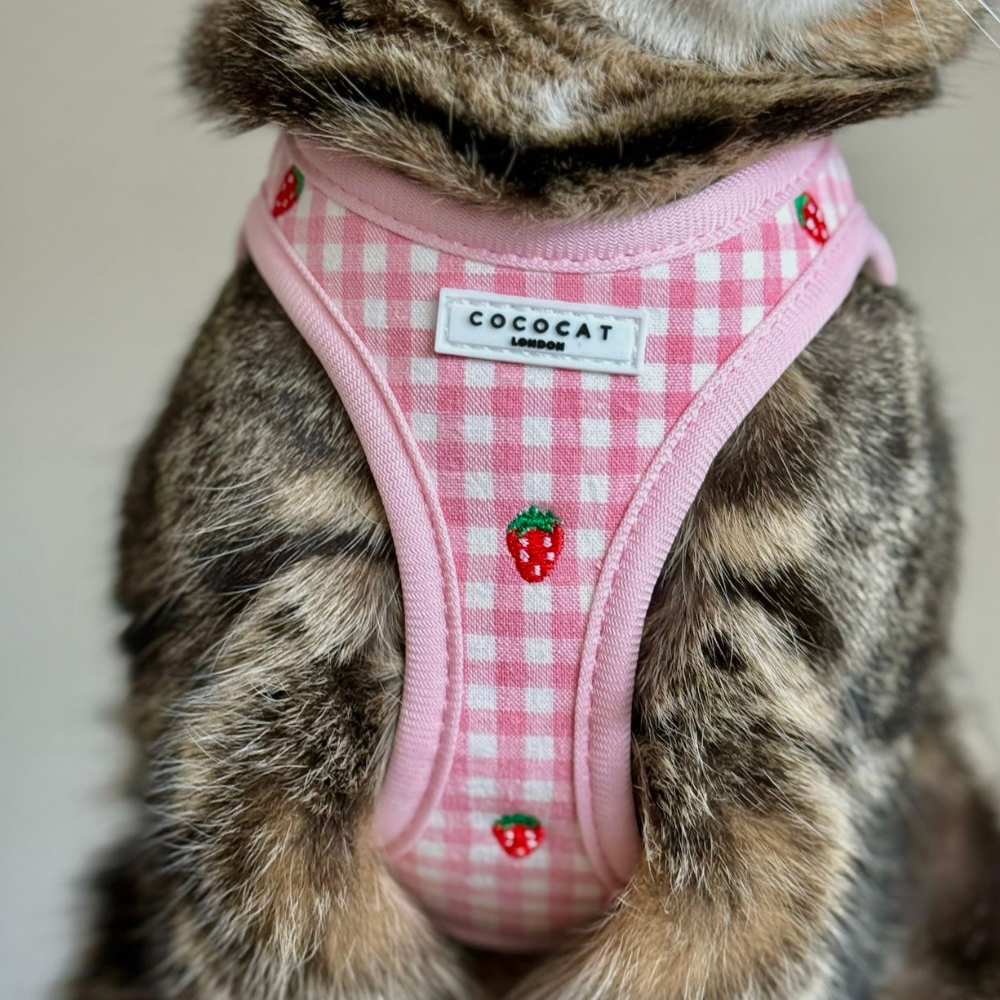 Cat Harness, Lead and Collar Bundle - Strawberry Picnic