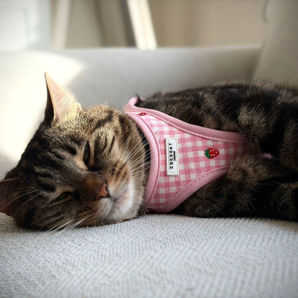 Cat Harness, Lead and Collar Bundle - Strawberry Picnic
