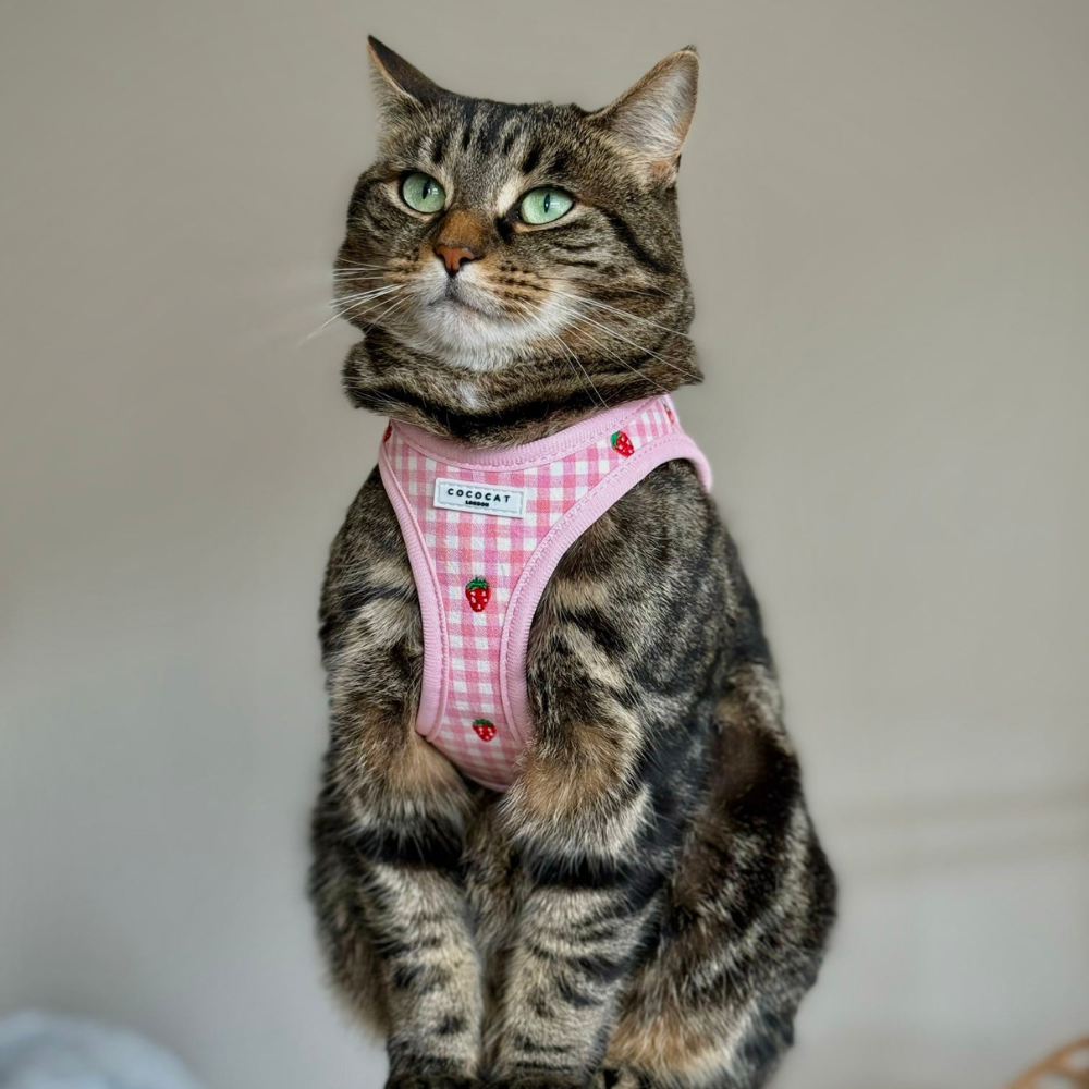 Cat Harness, Lead and Collar Bundle - Strawberry Picnic