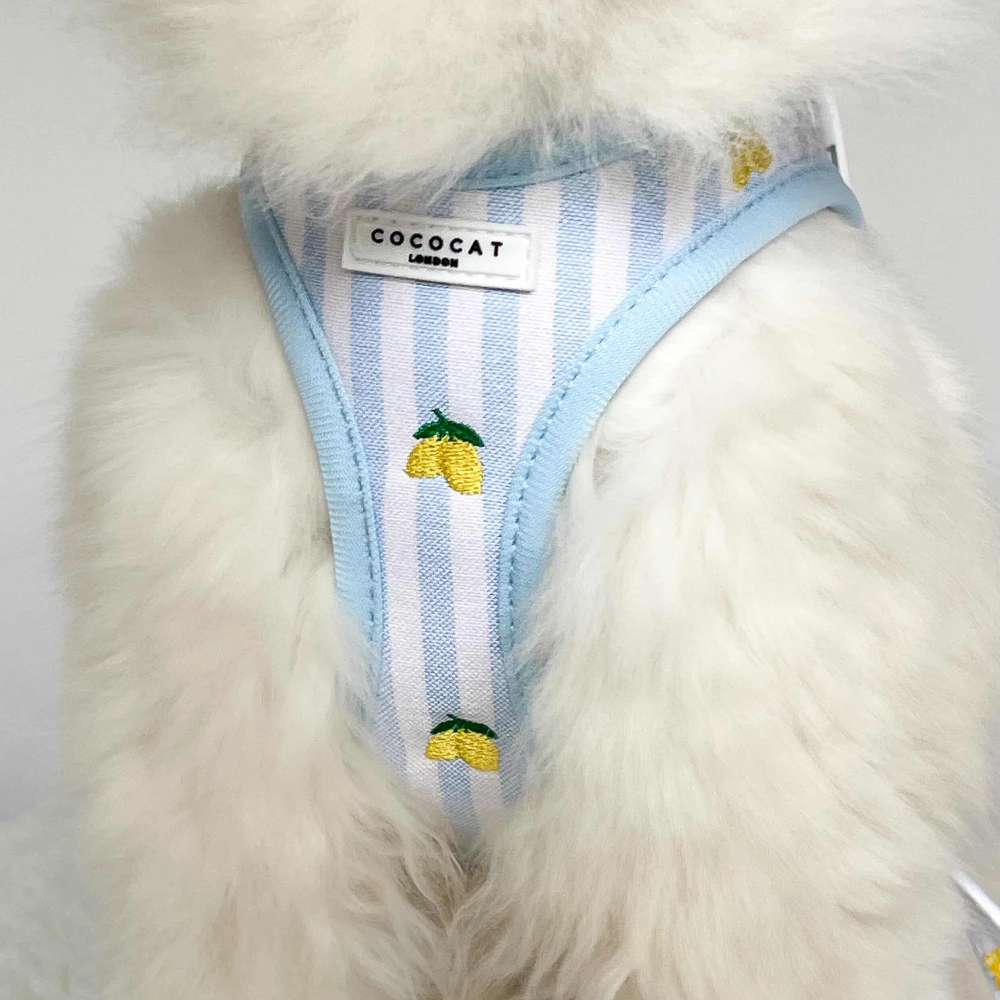 Cat Harness, Lead and Collar Bundle - Living La Vida Lemon