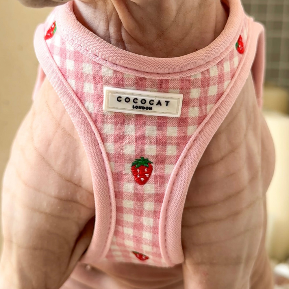 Cat Harness, Lead and Collar Bundle - Strawberry Picnic